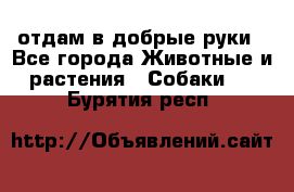 отдам в добрые руки - Все города Животные и растения » Собаки   . Бурятия респ.